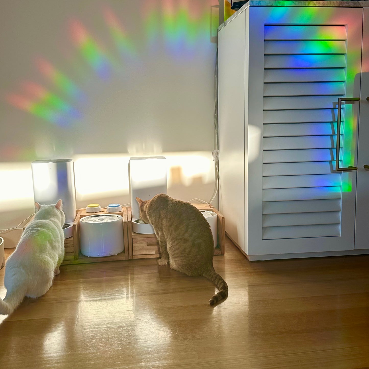 Pawsitivity Is Key Cute Cat Sun Catcher